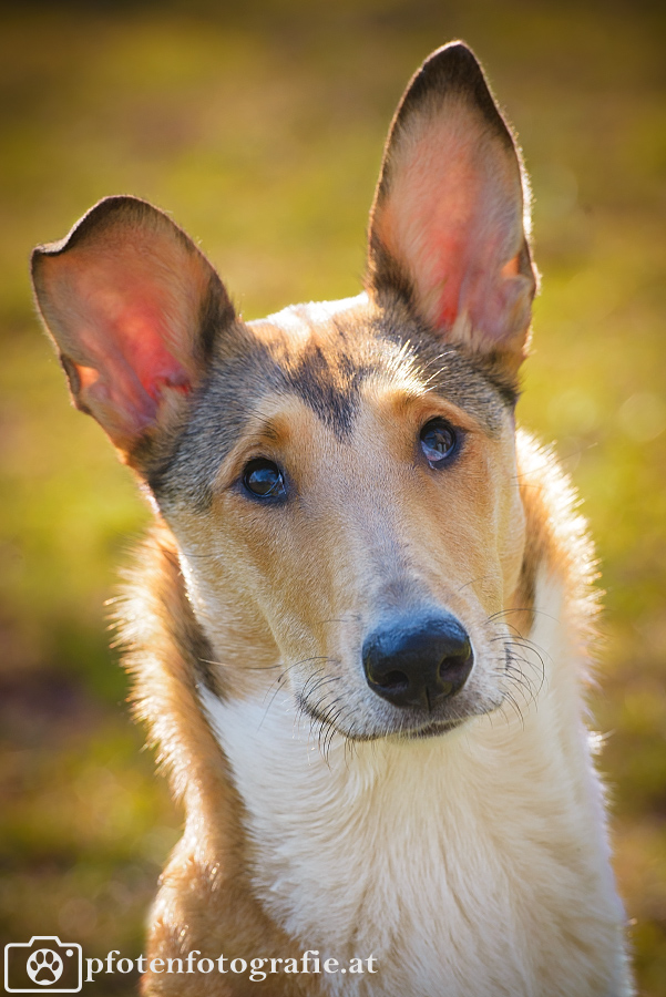 Kurzhaarcollie Hündin Ronja