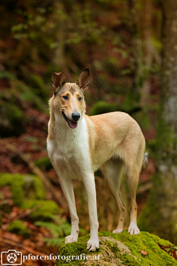 Kurzhaarcollie Hündin Ronja