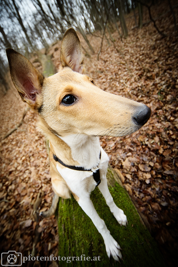 Kurzhaarcollie Hündin Ronja