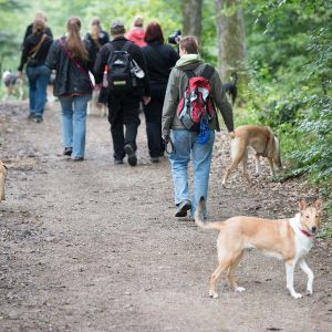 Kurzhaarcollie Treffen in Sulz im Wienerwald