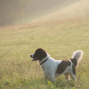 Urlaub mit Hund auf Gut Feuerschwendt