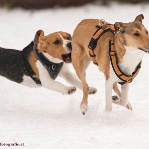 Silvester mit Hund im Hotel Grimming