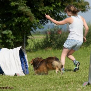 Agility Turnier des ÖSPSC