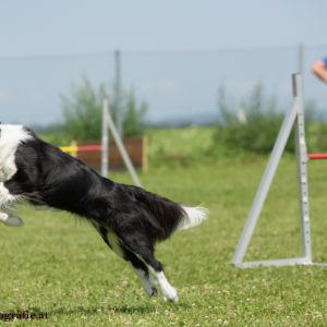 Agility Turnier des ÖSPSC