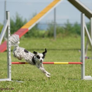 Agility Turnier des ÖSPSC