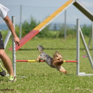 Agility Turnier des ÖSPSC