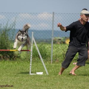 Agility Turnier des ÖSPSC