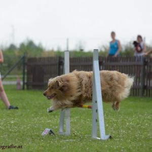 Agility Turnier des ÖSPSC