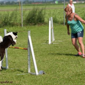 Agility Turnier des ÖSPSC