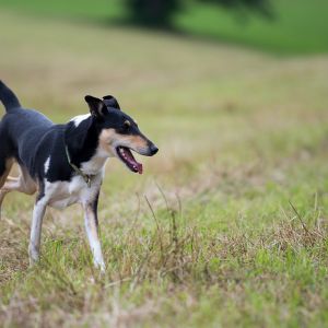 Kurzhaarcollie Treffen in Sulz im Wienerwald