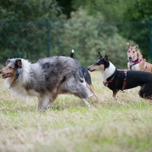 Kurzhaarcollie Treffen in Sulz im Wienerwald