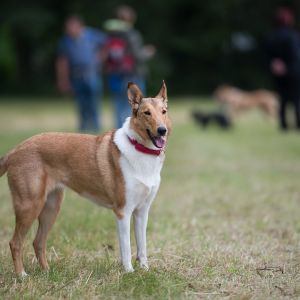 Kurzhaarcollie Treffen in Sulz im Wienerwald