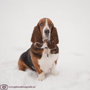 Silvester mit Hund im Hotel Grimming