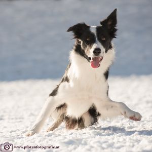 Silvester mit Hund im Hotel Grimming