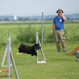 Agility Turnier des ÖSPSC