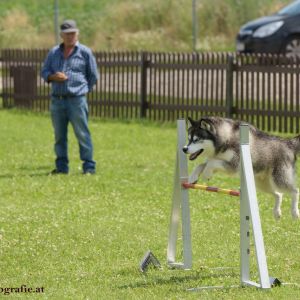 Agility Turnier des ÖSPSC