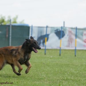 Agility Turnier des ÖSPSC