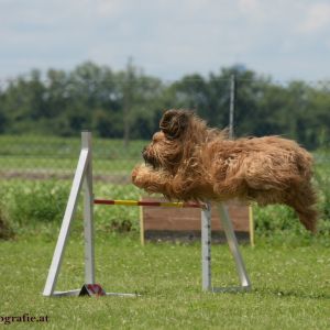 Agility Turnier des ÖSPSC