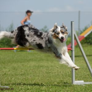 Agility Turnier des ÖSPSC