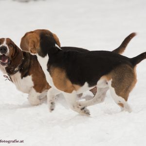 Silvester mit Hund im Hotel Grimming