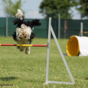 Agility Turnier des ÖSPSC