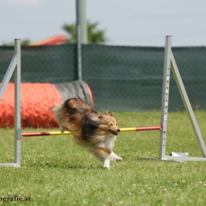 Agility Turnier des ÖSPSC