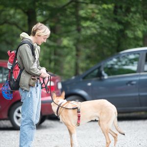 Kurzhaarcollie Treffen in Sulz im Wienerwald