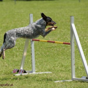 Agility Turnier des ÖSPSC