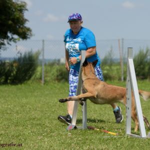 Agility Turnier des ÖSPSC