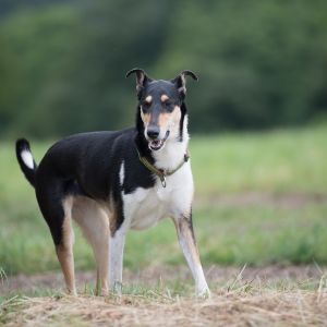 Kurzhaarcollie Treffen in Sulz im Wienerwald