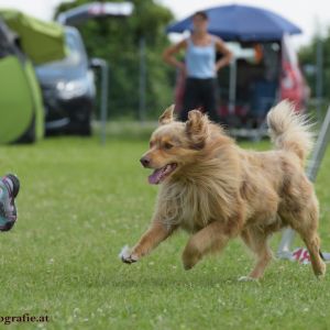 Agility Turnier des ÖSPSC