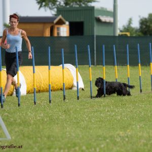 Agility Turnier des ÖSPSC