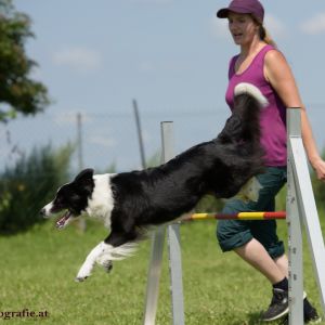 Agility Turnier des ÖSPSC