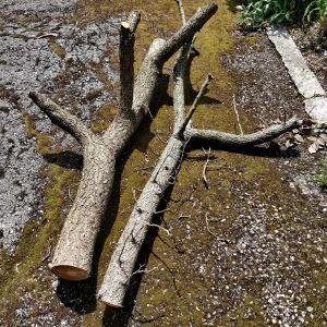 Baumstamm für den Kratzbaum