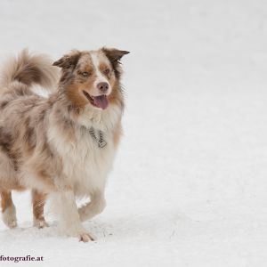 Silvester mit Hund im Hotel Grimming