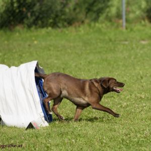 Agility Turnier des ÖSPSC