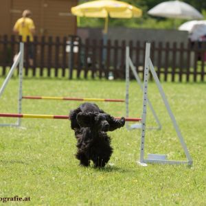 Agility Turnier des ÖSPSC