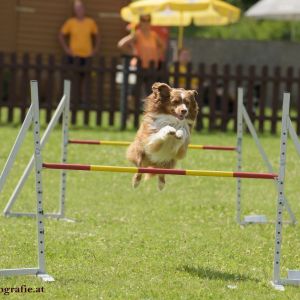 Agility Turnier des ÖSPSC