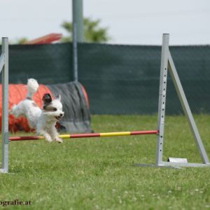 Agility Turnier des ÖSPSC