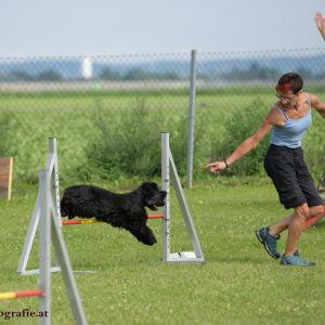 Agility Turnier des ÖSPSC