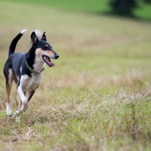 Kurzhaarcollie Treffen in Sulz im Wienerwald