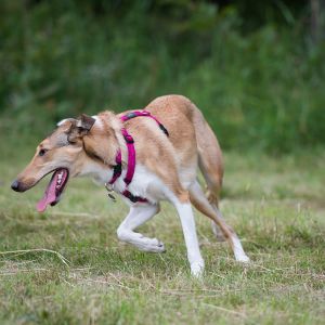 Kurzhaarcollie Treffen in Sulz im Wienerwald