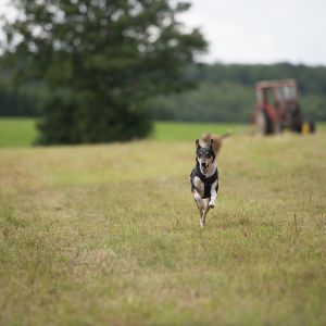 Kurzhaarcollie Treffen in Sulz im Wienerwald