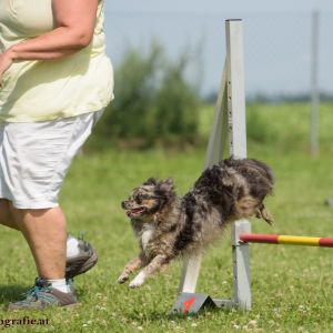 Agility Turnier des ÖSPSC