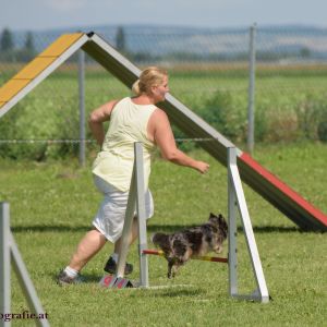 Agility Turnier des ÖSPSC