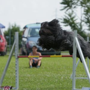 Agility Turnier des ÖSPSC