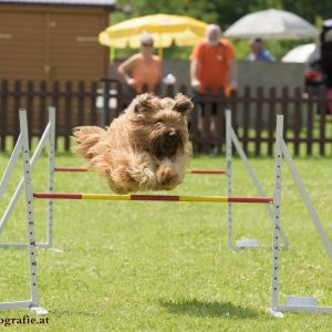 Agility Turnier des ÖSPSC