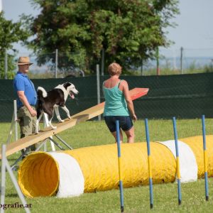 Agility Turnier des ÖSPSC