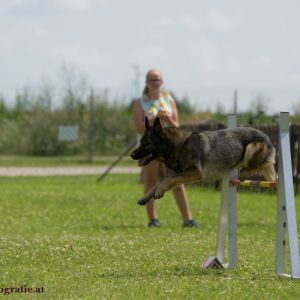 Agility Turnier des ÖSPSC