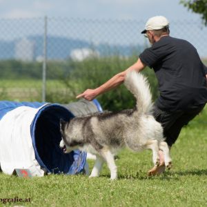 Agility Turnier des ÖSPSC